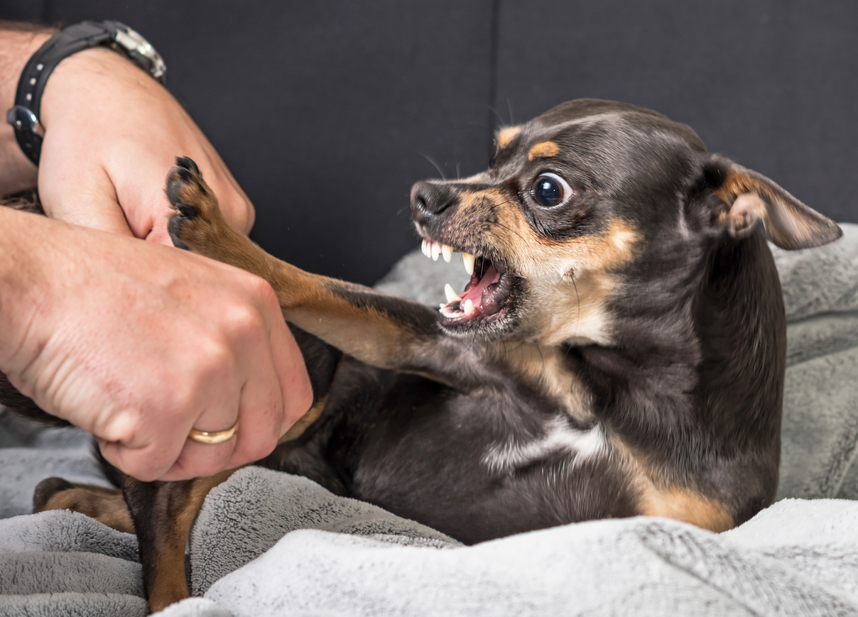 What to Do if Your Dog Bites Someone
