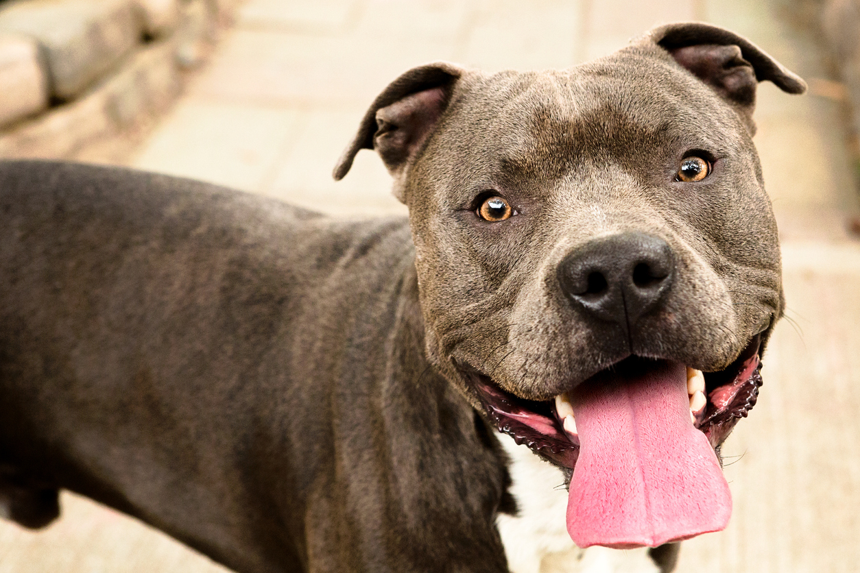 Pro Skateboarder Loses Lip in Dog Attack