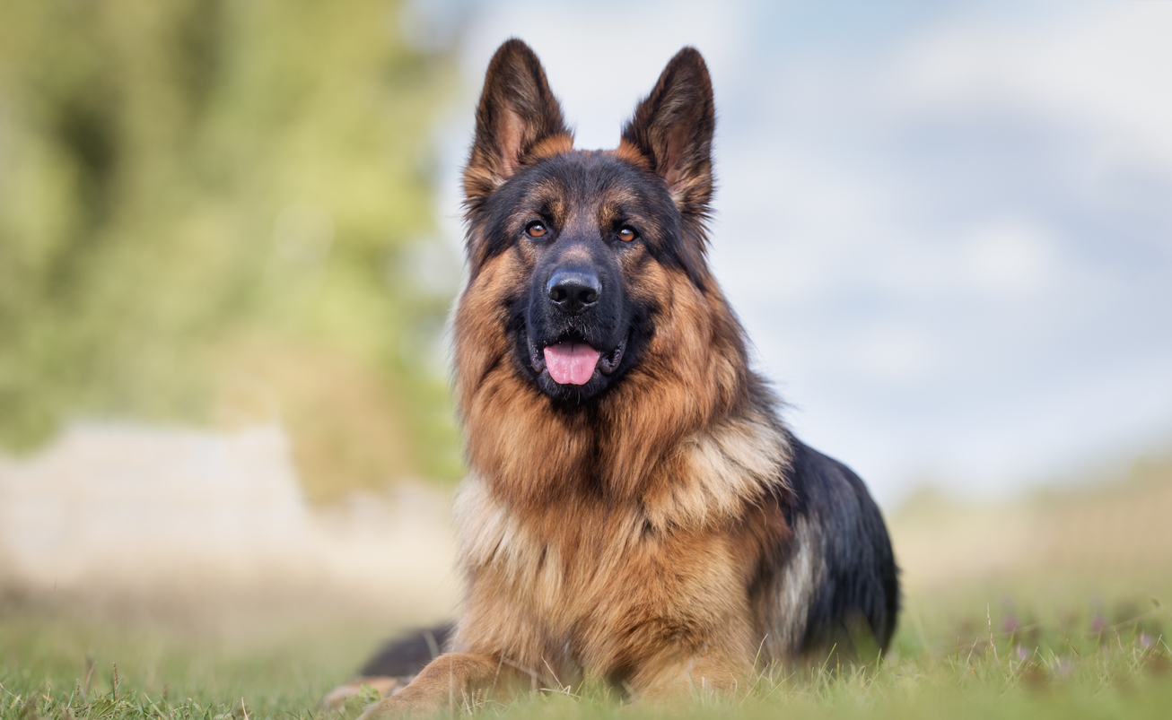 The Relationship Between Dog Breeds & Insurance Costs