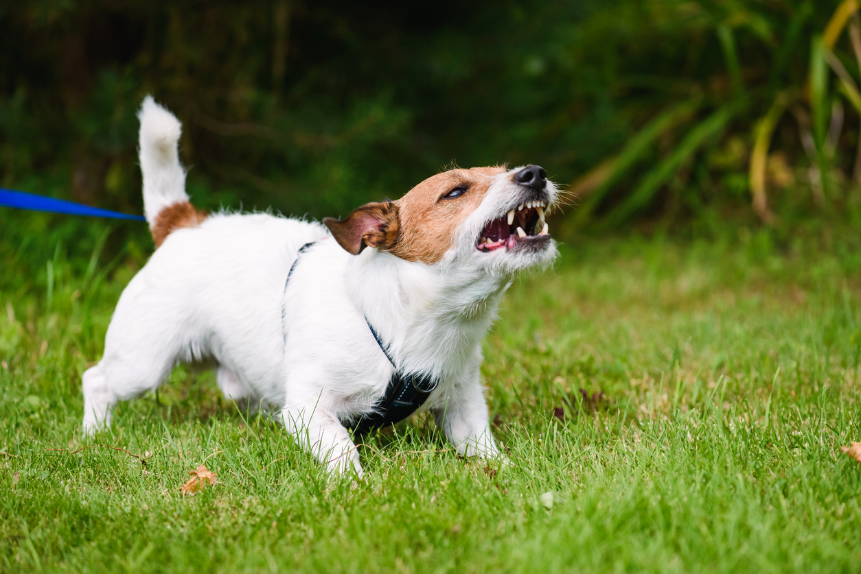 Identifying the Signs Your Dog is Ready to Bite