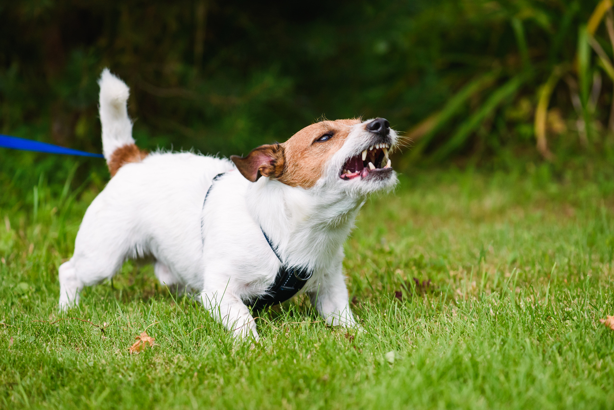 Dog is ready to bite