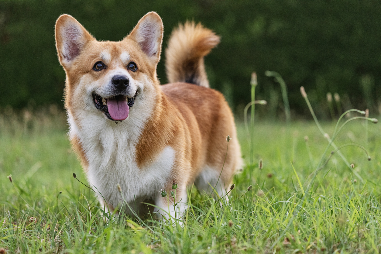 How to Train Your Corgi