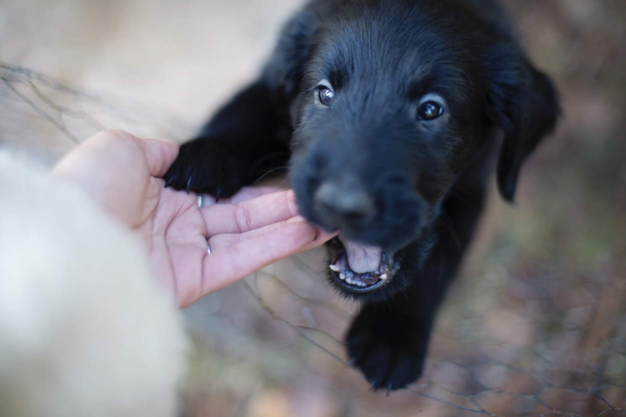 The Dog Bit Her; It Happened in an Instant