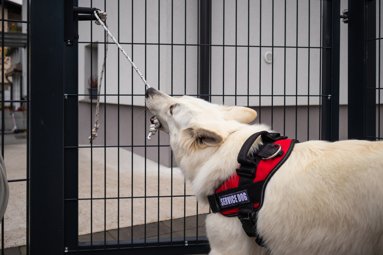 DogBiteInsurance_WhenYourServiceDogBites