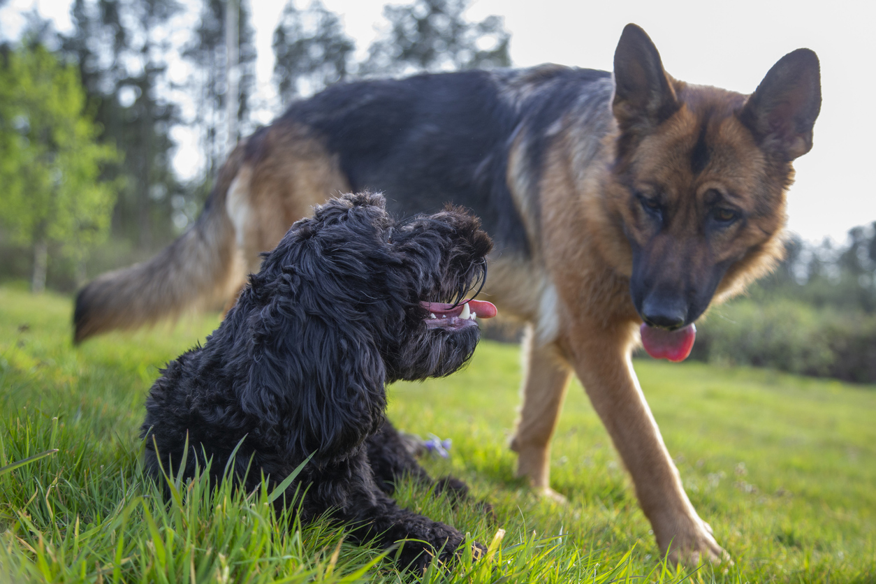 When a Dog Bites Your Dog at the Park