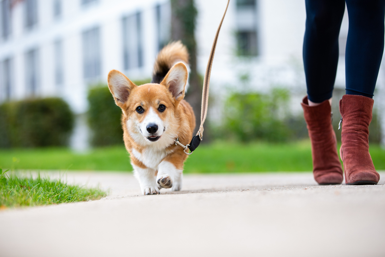 Walking Your Dog: A Loose Child Causes Your Dog to Bite