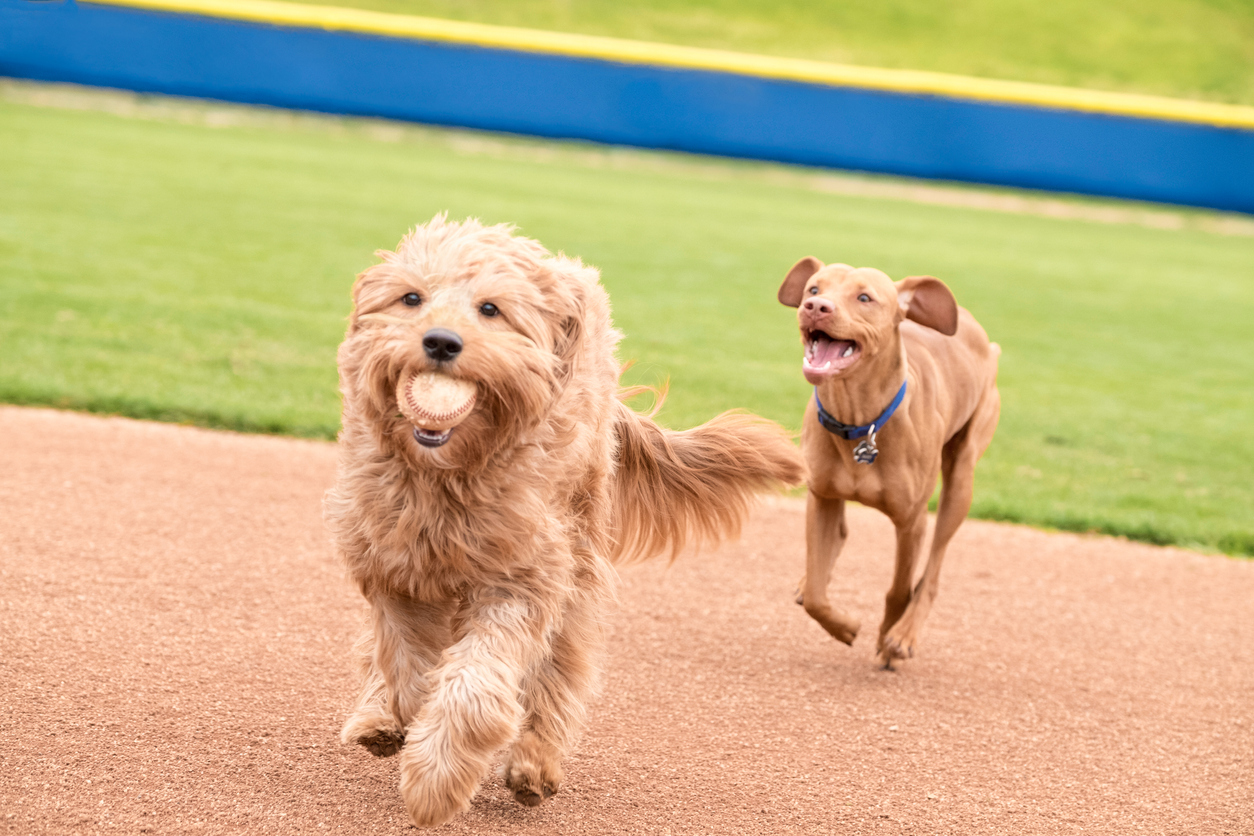 When Your Dog Bites at a Baseball Game