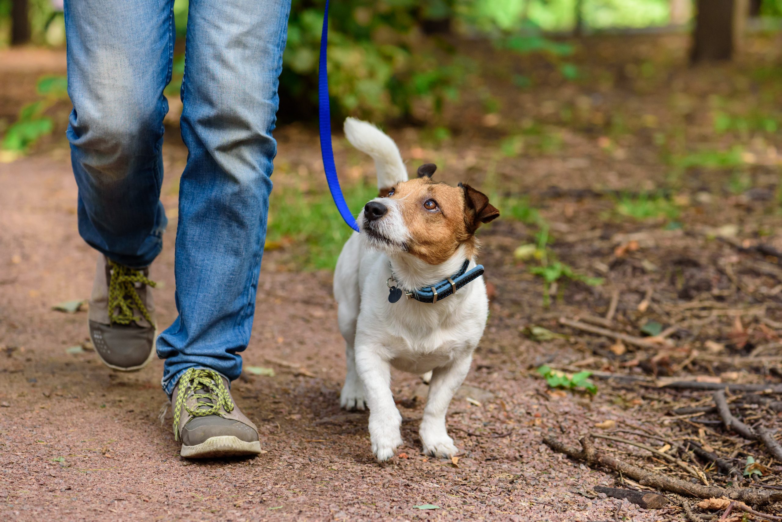 When Your Dog Bites Another Hiker