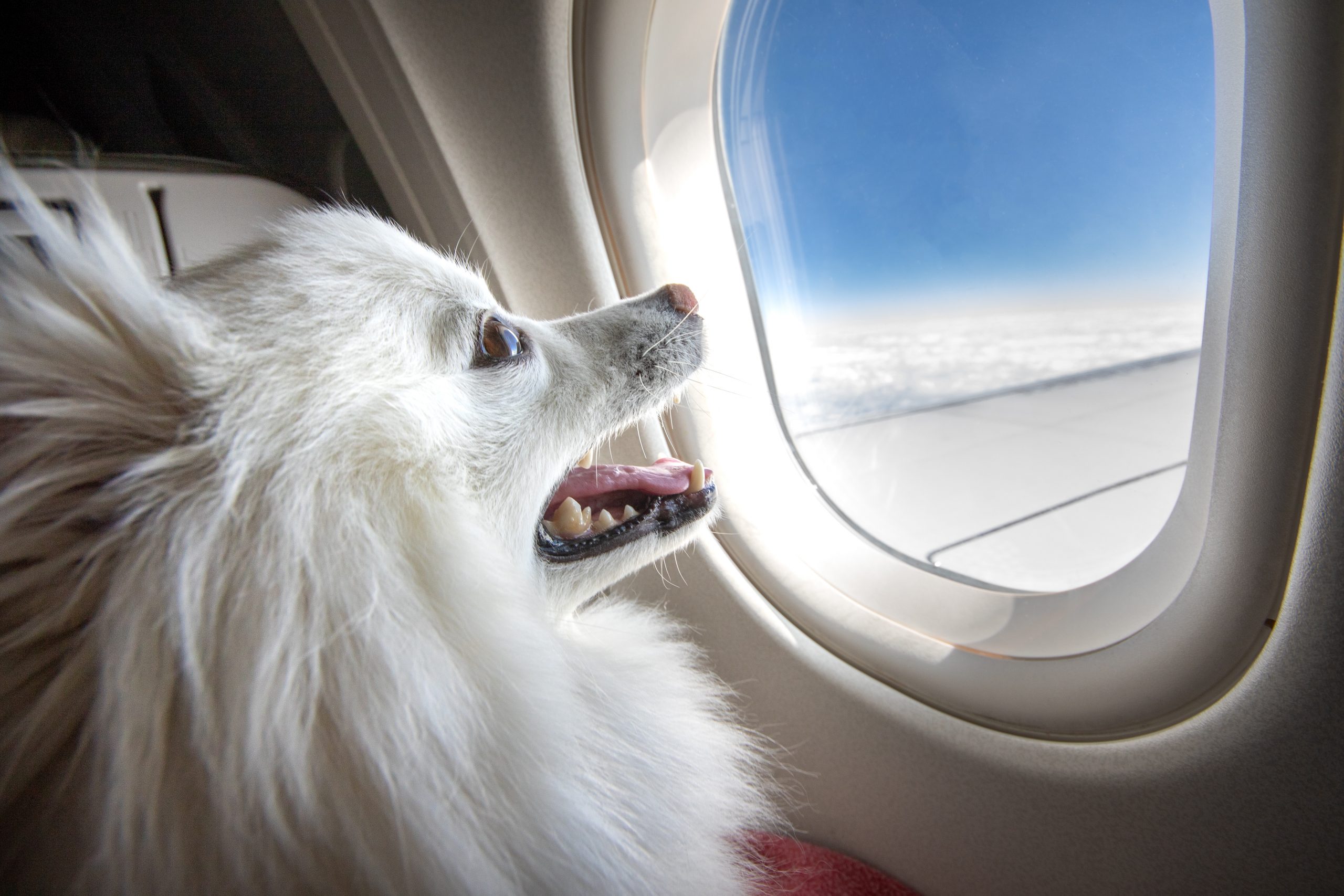 When Your Dog Bites Someone on an Airplane