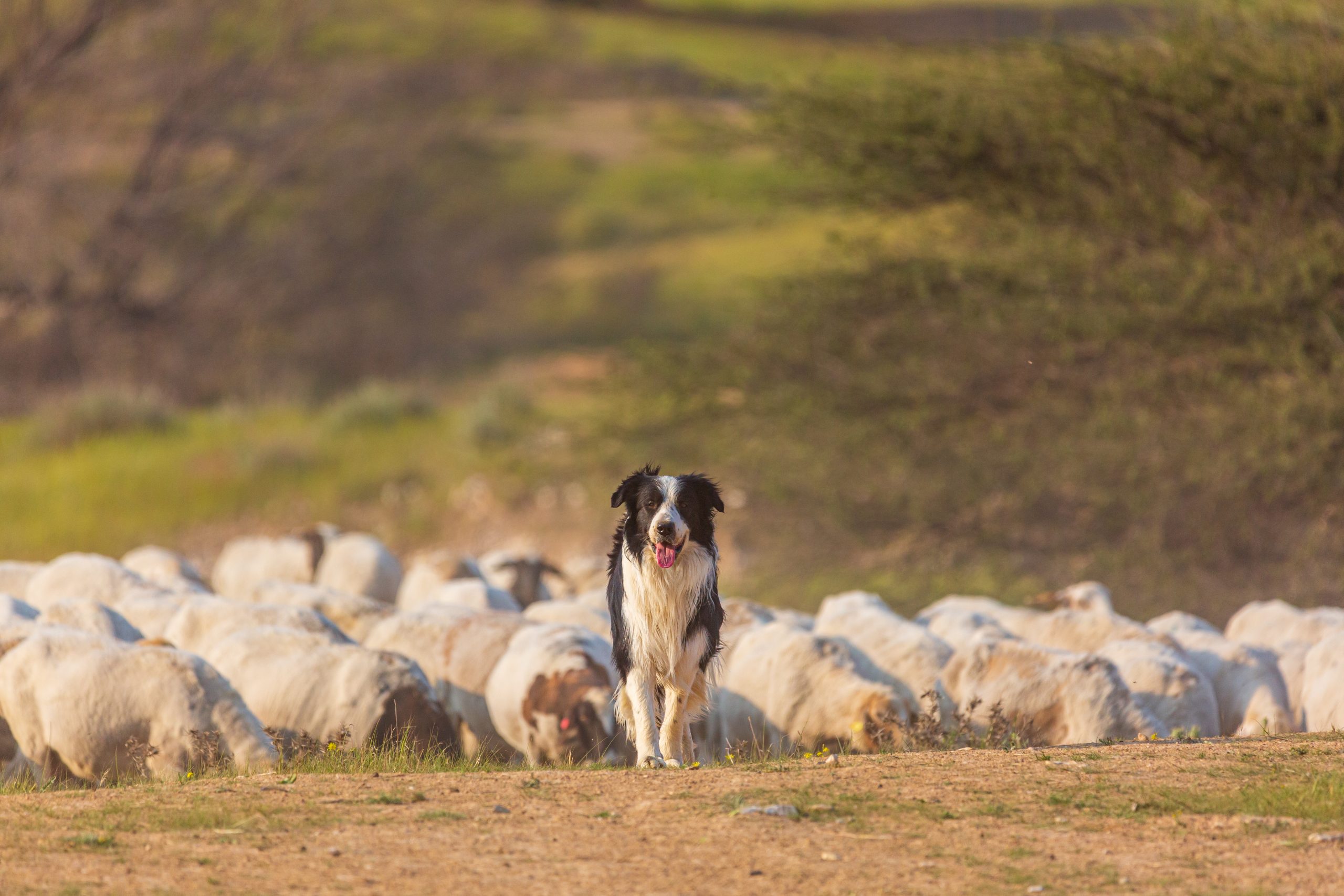 When Your Dog Bites Livestock on a Farm