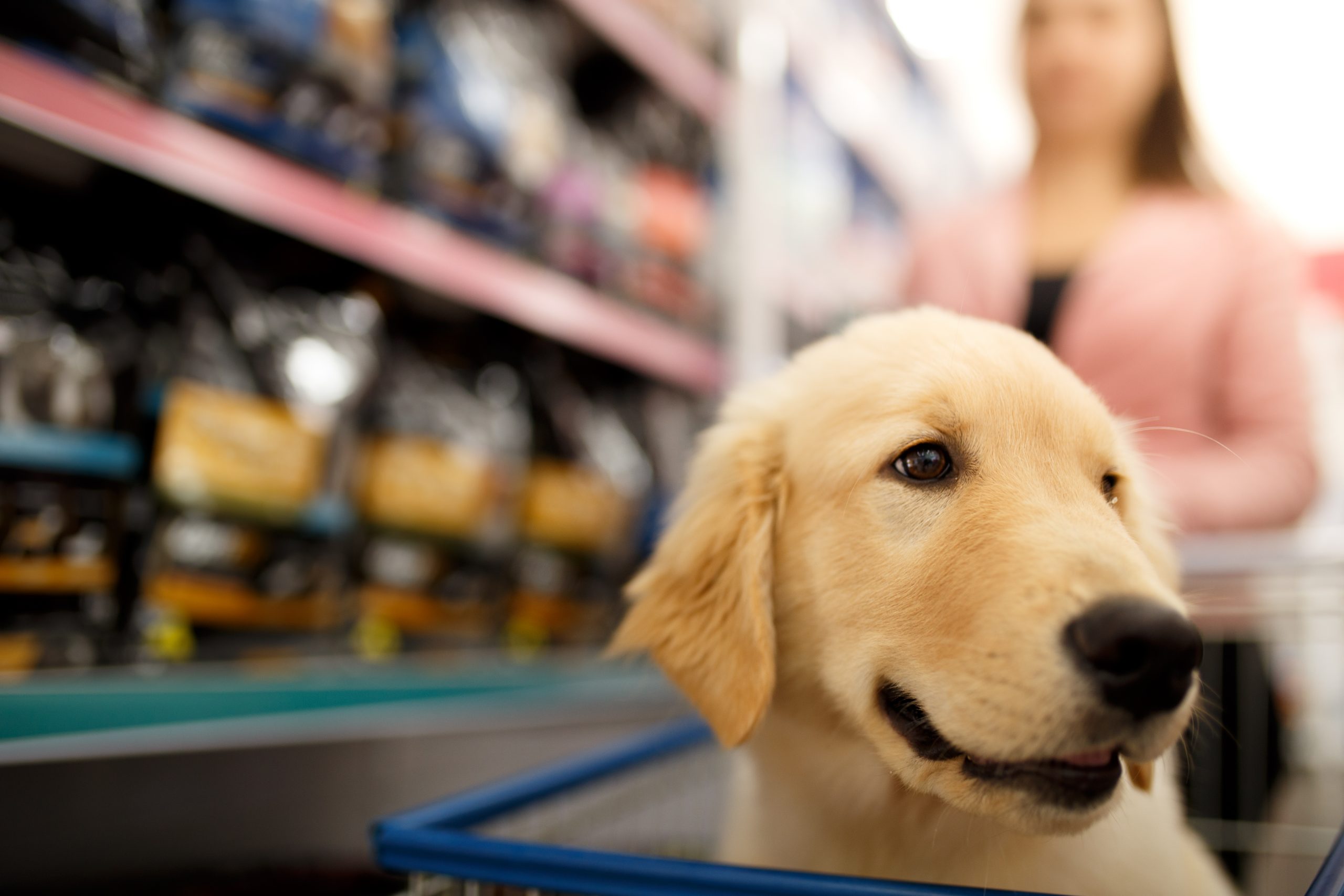 When Your Dog Bites Someone Inside a Hardware Store
