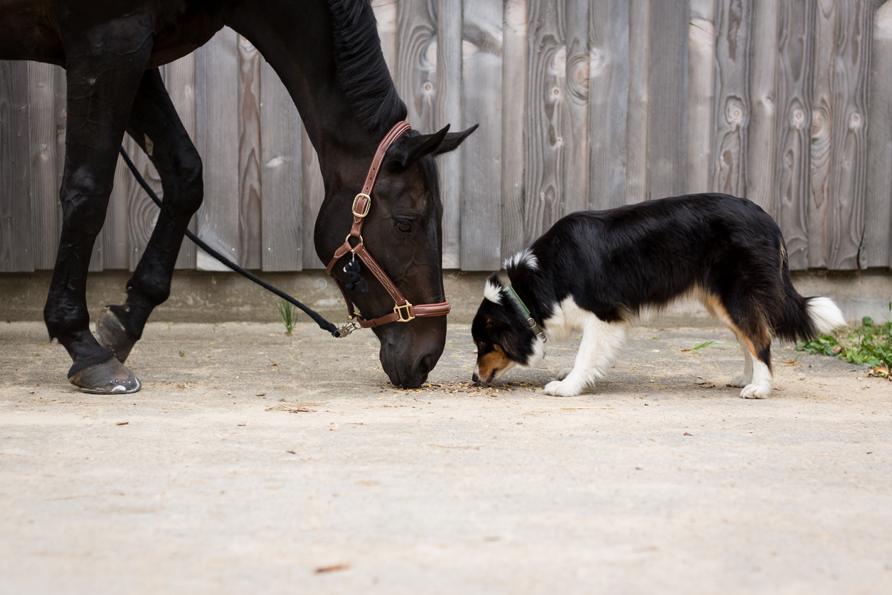 When Your Dog Bites a Horse