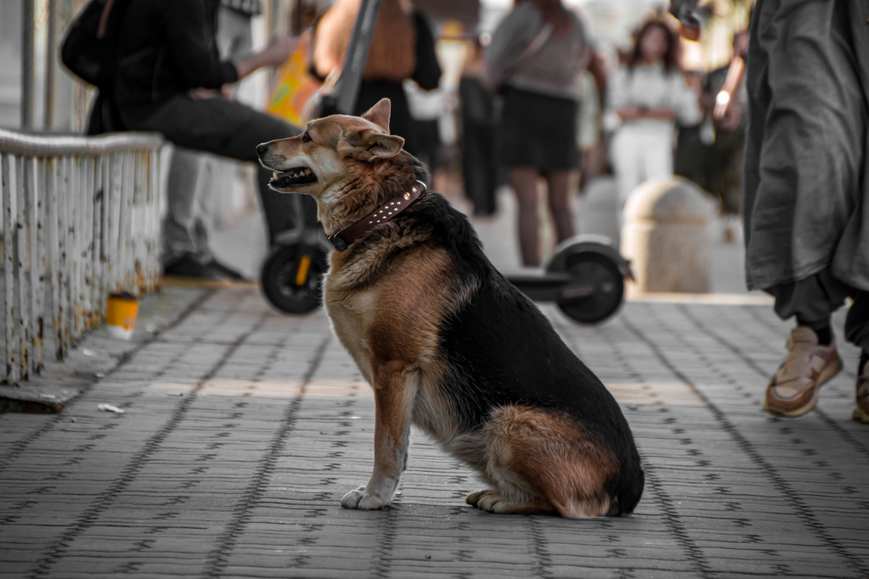 When Your Dog Attacks at a Bus Station