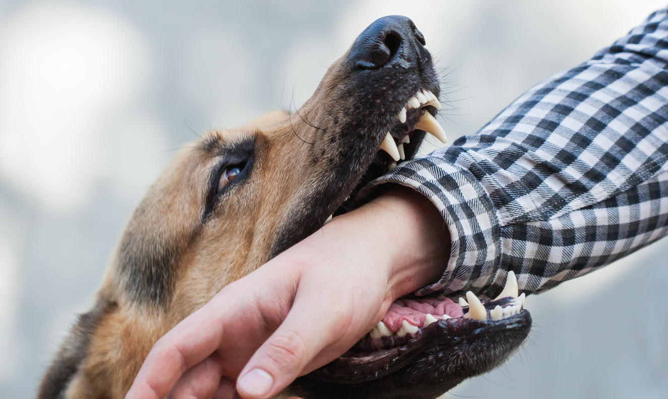 What To Do When a Dog Bites