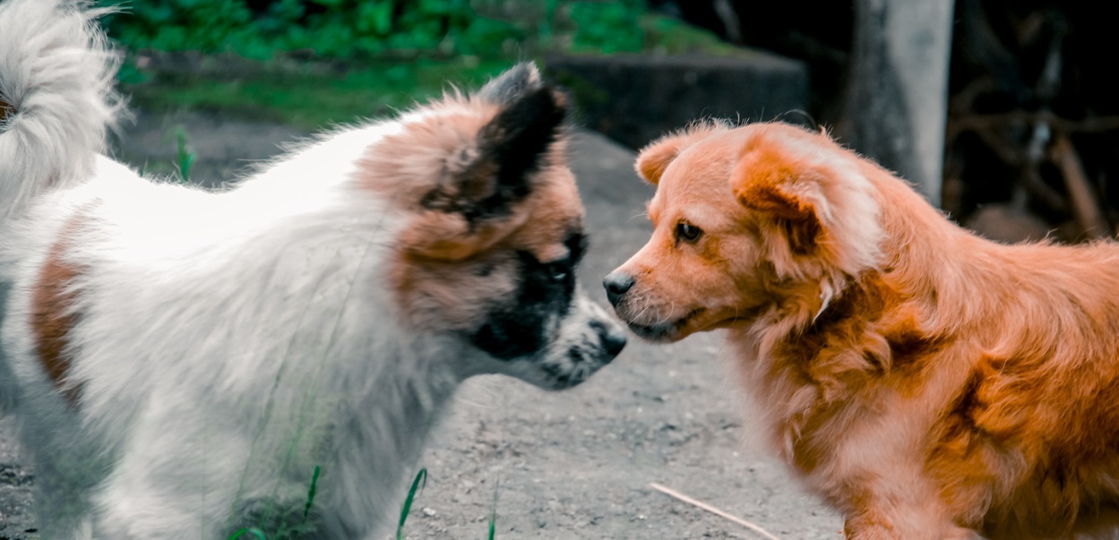 What To Do If Your Dog Bites Another Dog