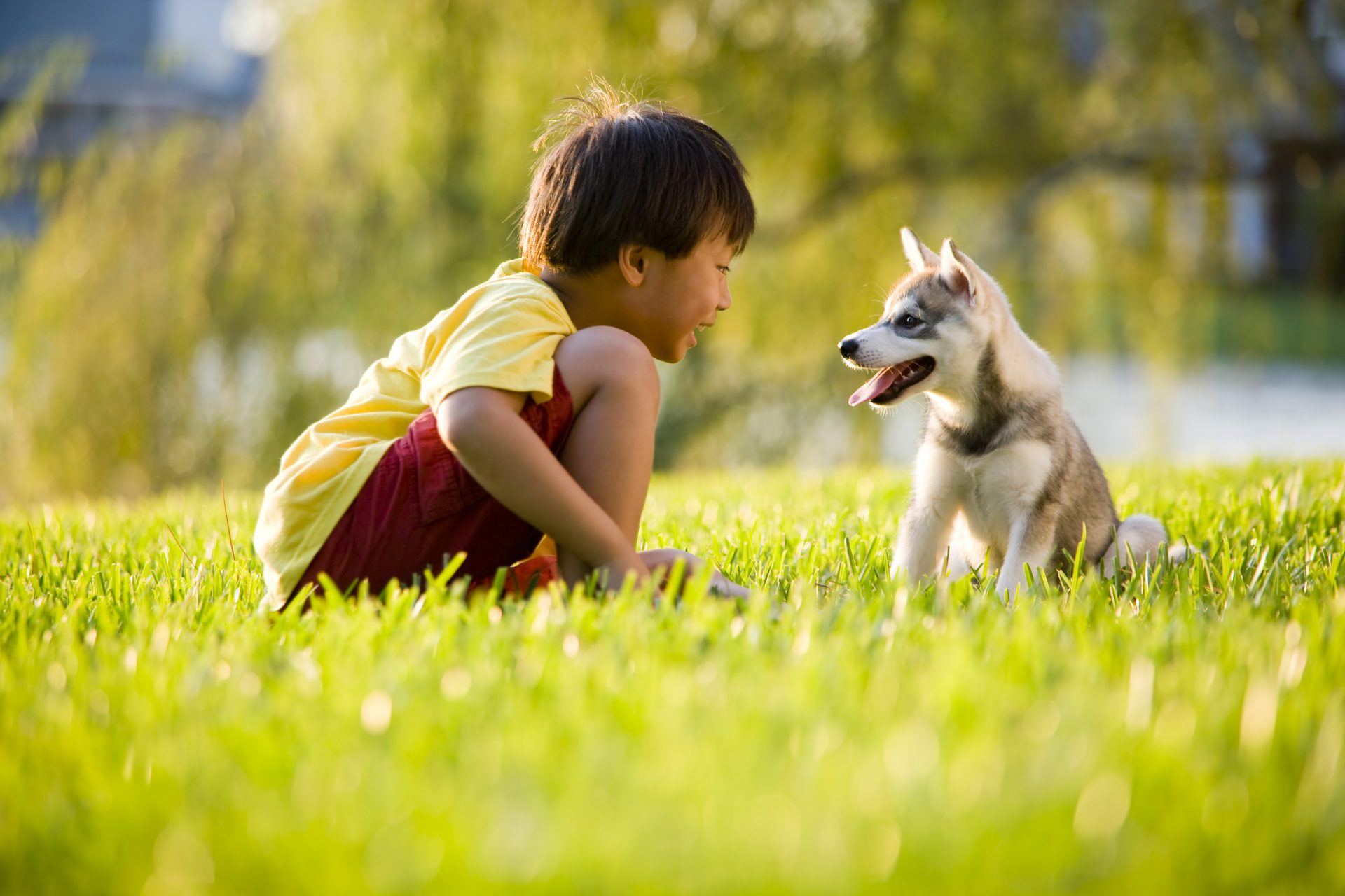 dog bites and boy playing with puppy on grass