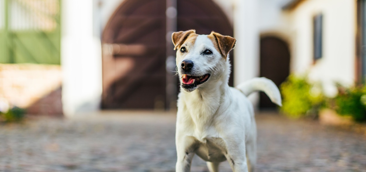 What Landlords Need to Know About Canine Liability Insurance