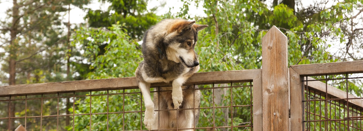 How Homeowners and Renters Insurance Works with Dog Bites