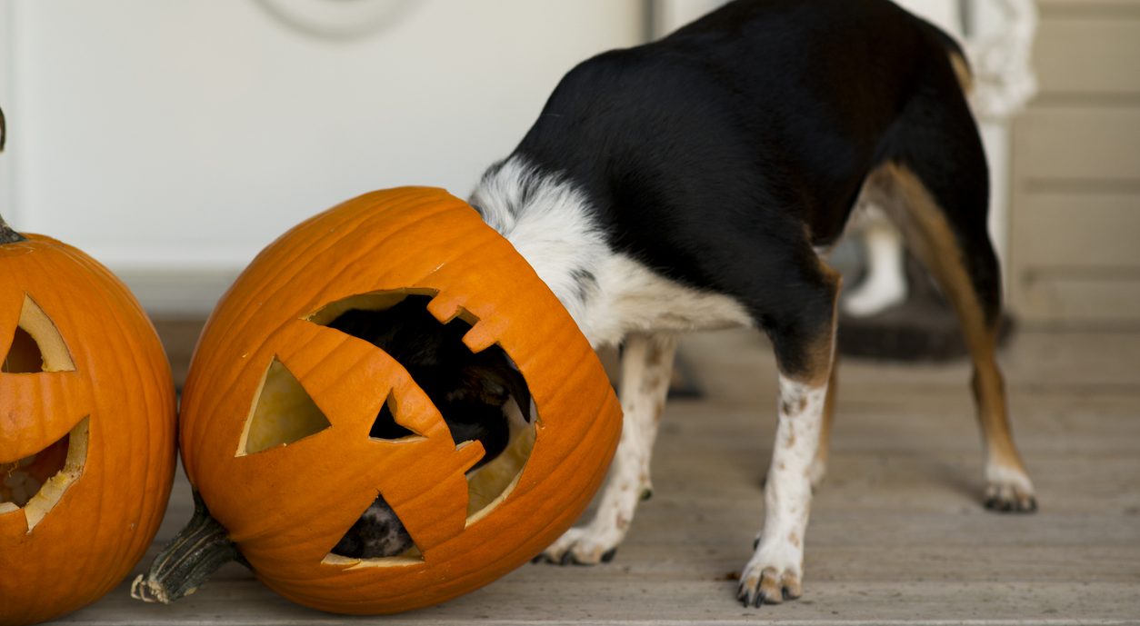 A Spook-Free Halloween: Preventing Dog Mishaps On Halloween