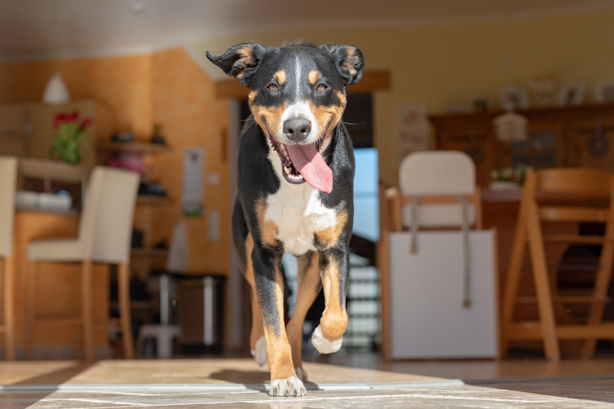 Do I Need to Tell My Homeowners’ Insurance if My Dog Injures Someone?