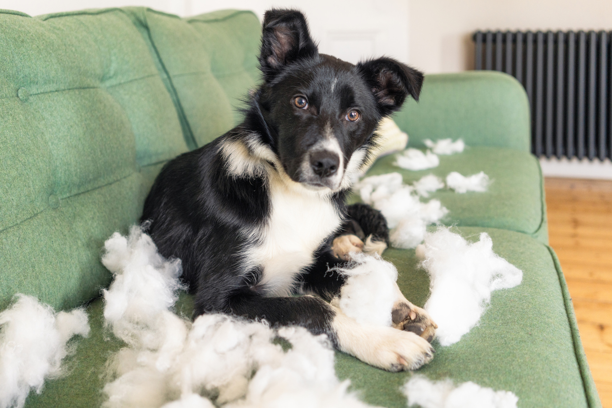 Beyond Dog Bites: Discovering the Full Scope of Canine Liability Insurance