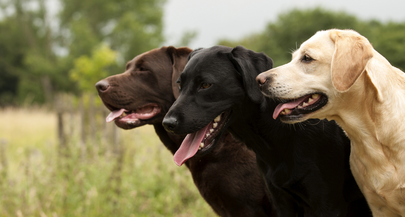 Most Popular Dog Breeds For 2024