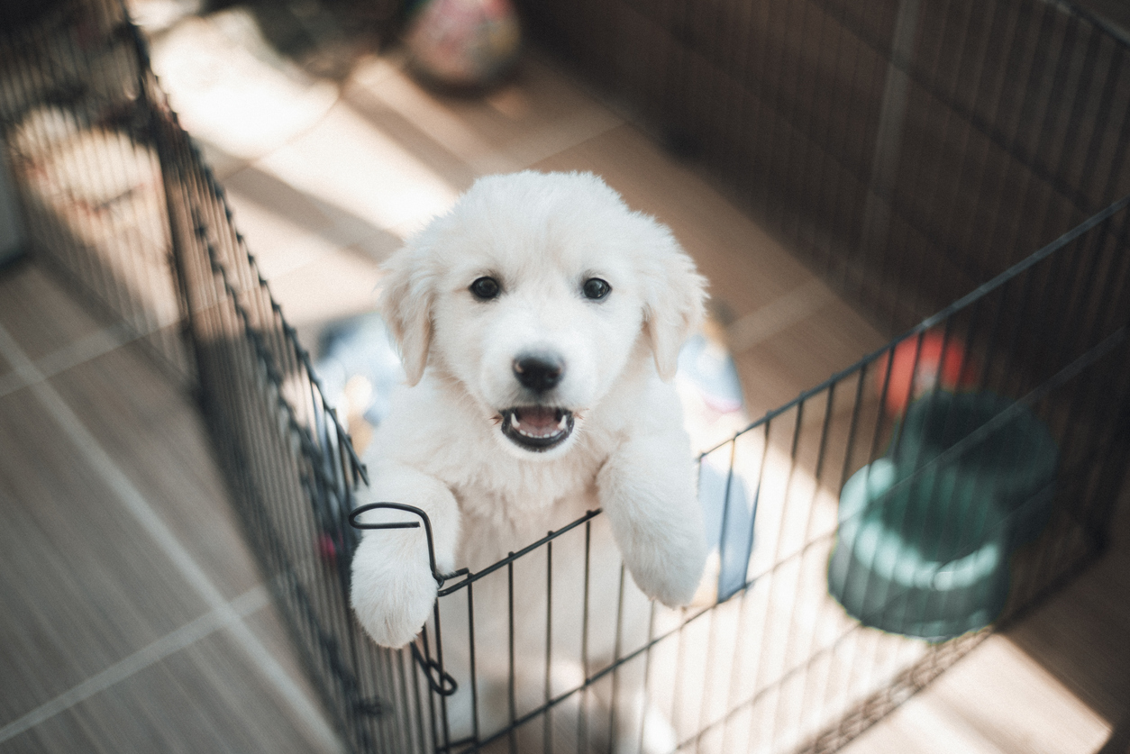 Understanding Your Responsibilities As a New Dog Owner