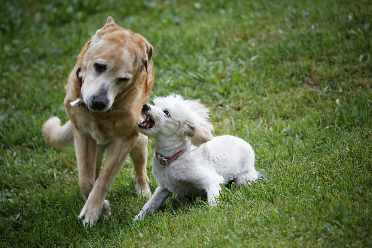 Barking up the Right Tree: A Guide to Determining Policy Limits for Canine Liability Insurance
