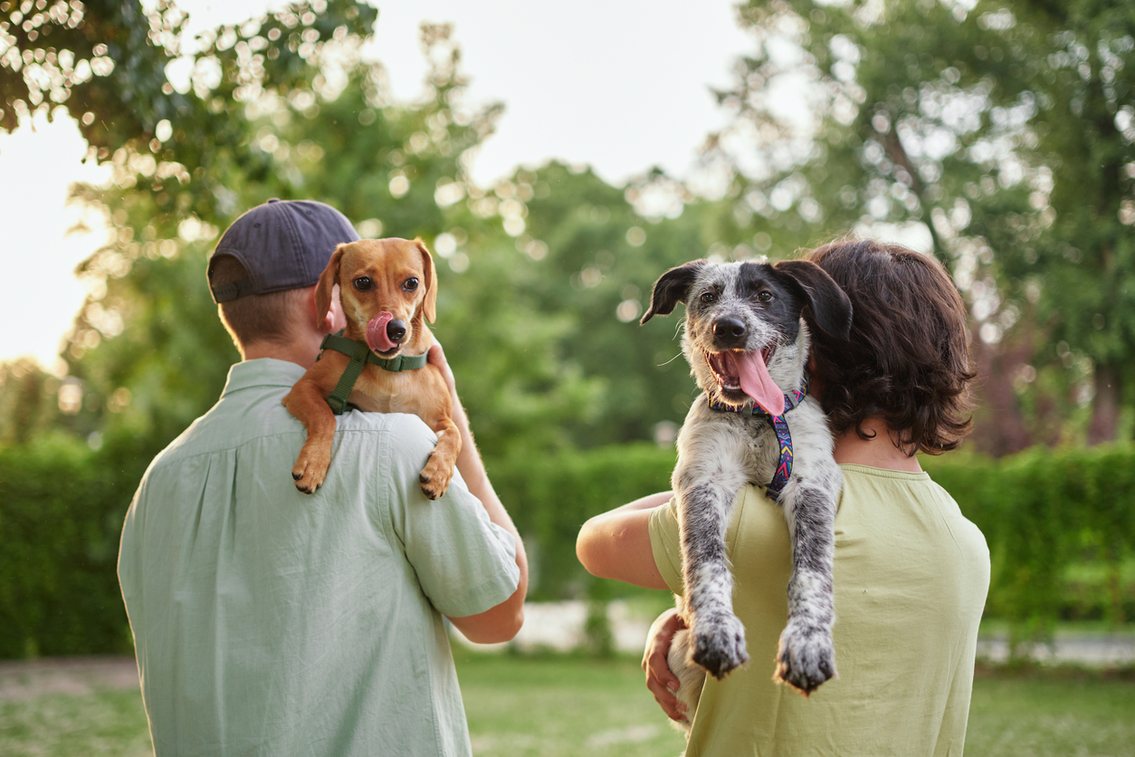The Positive Influence of Socialization in Dog Training