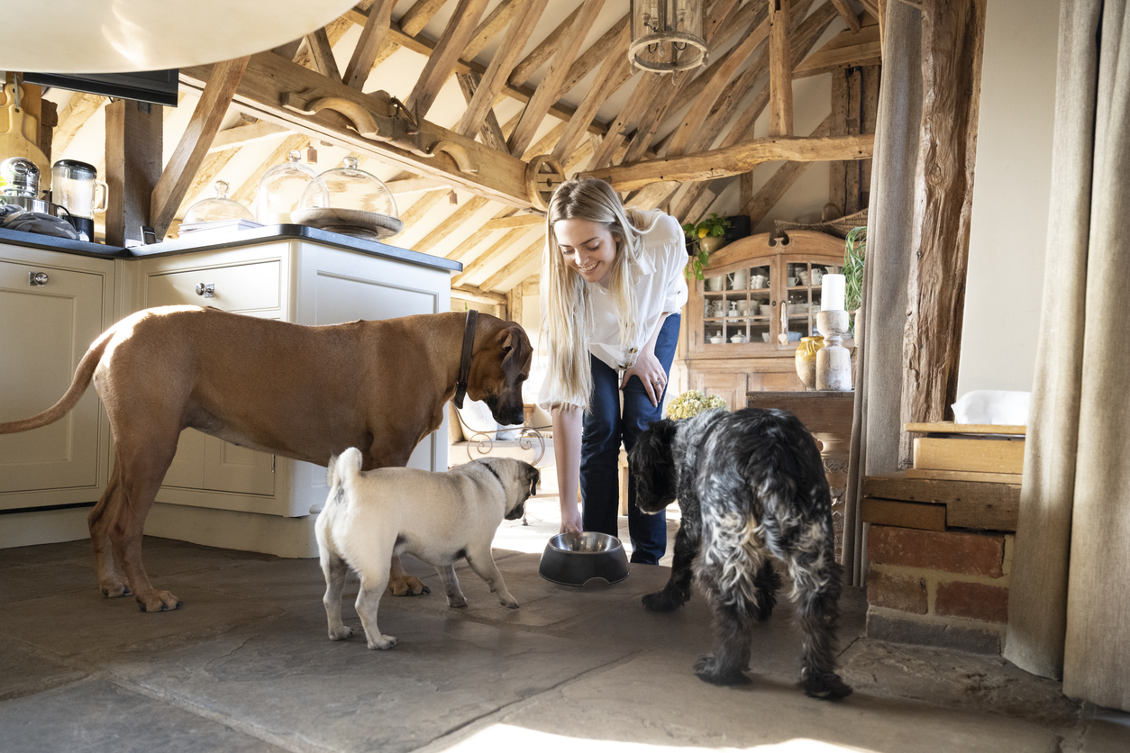 Living the Pack Life: How To Manage a Household With Multiple Dogs
