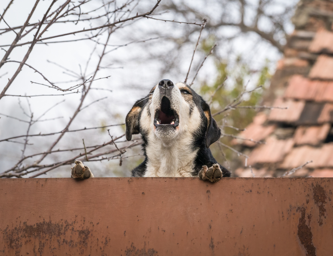 Feuding About Fido? How to Protect Yourself From Dog-Hating Neighbors