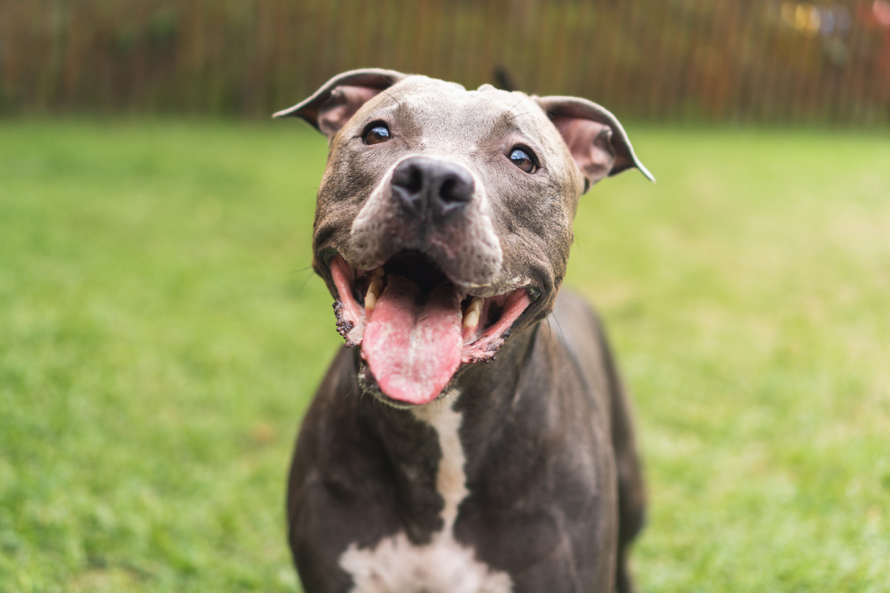 What You Need to Know About the Misunderstood Pit Bull