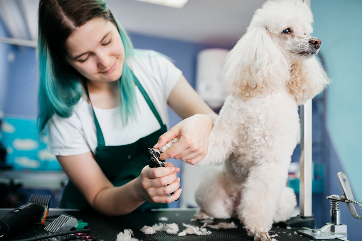 Pampering Pups: Understanding Dog Bite Insurance in Grooming Incidents