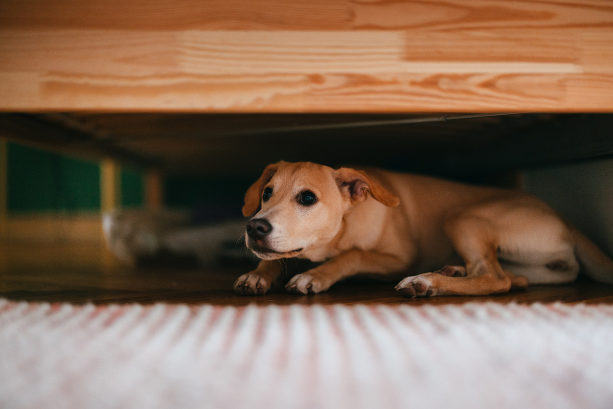 canine liability insurance