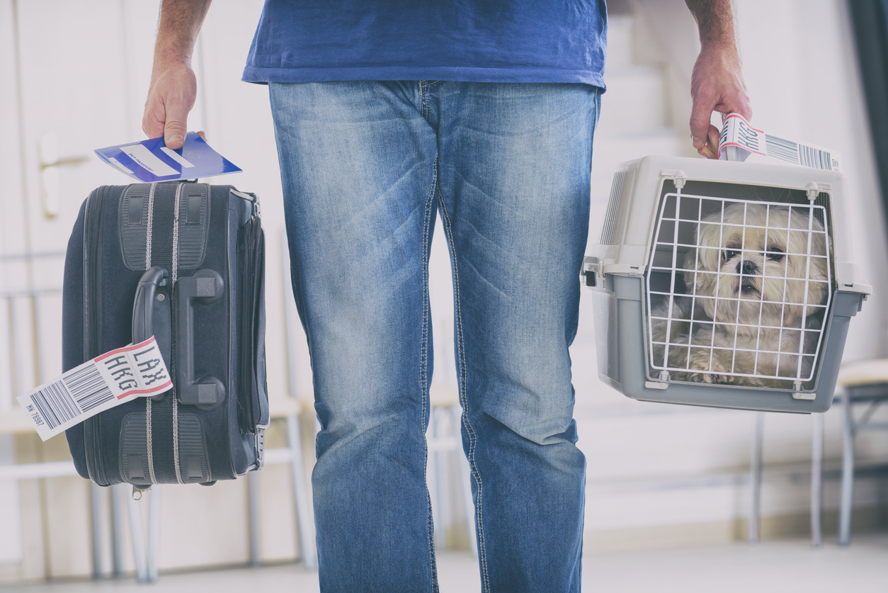 From Check-In to Landing: Everything You Need To Know About Flying With Your Canine Companion