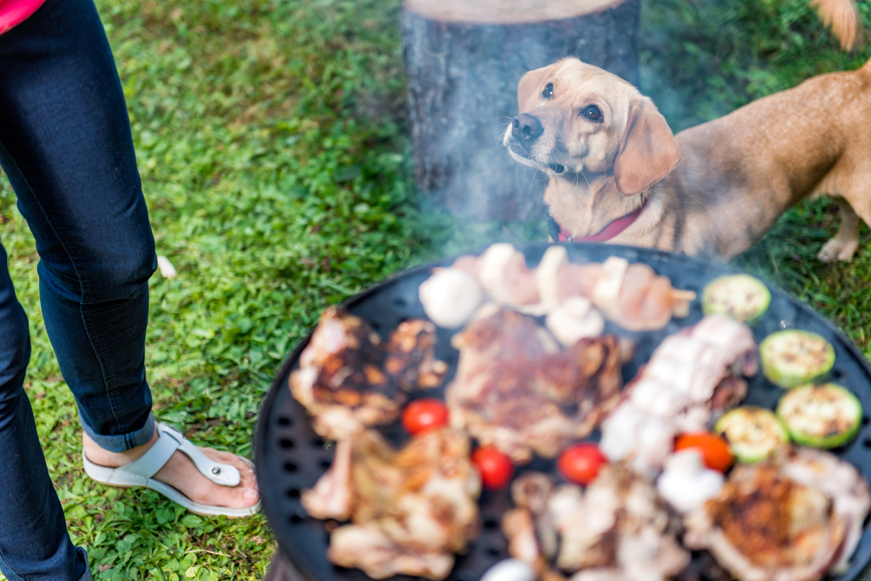Summer Adventures: Why Dog Liability Insurance Matters