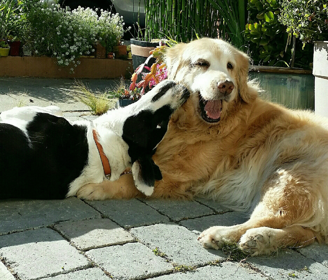 Dog Bite Insurance: Covering Summertime Playdate Risks