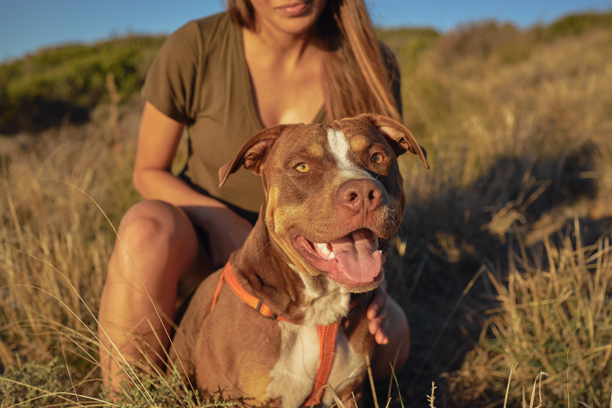 pit bull liability insurance