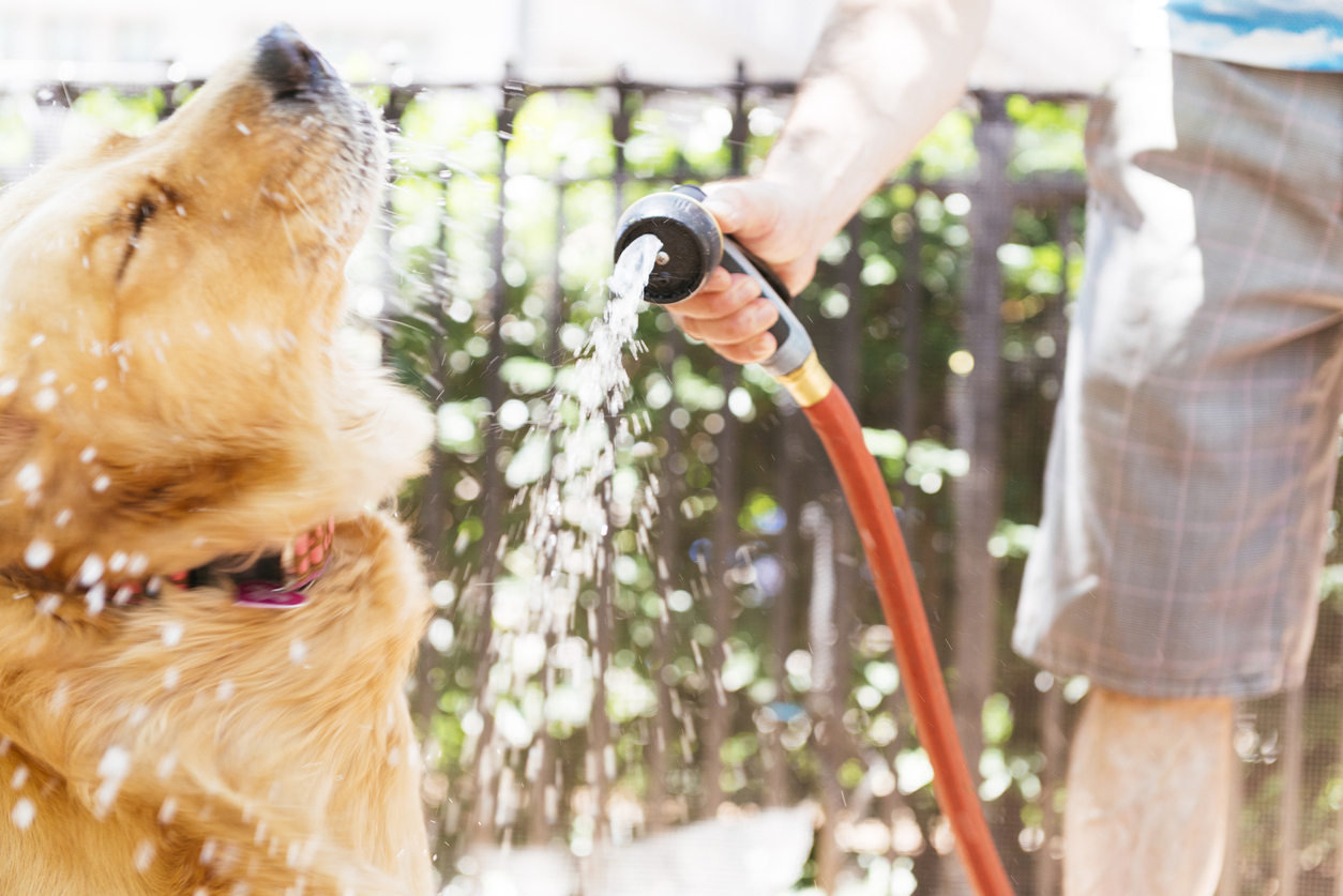 Heatwaves and Canine Liability: Summer Tips for Pet Owners
