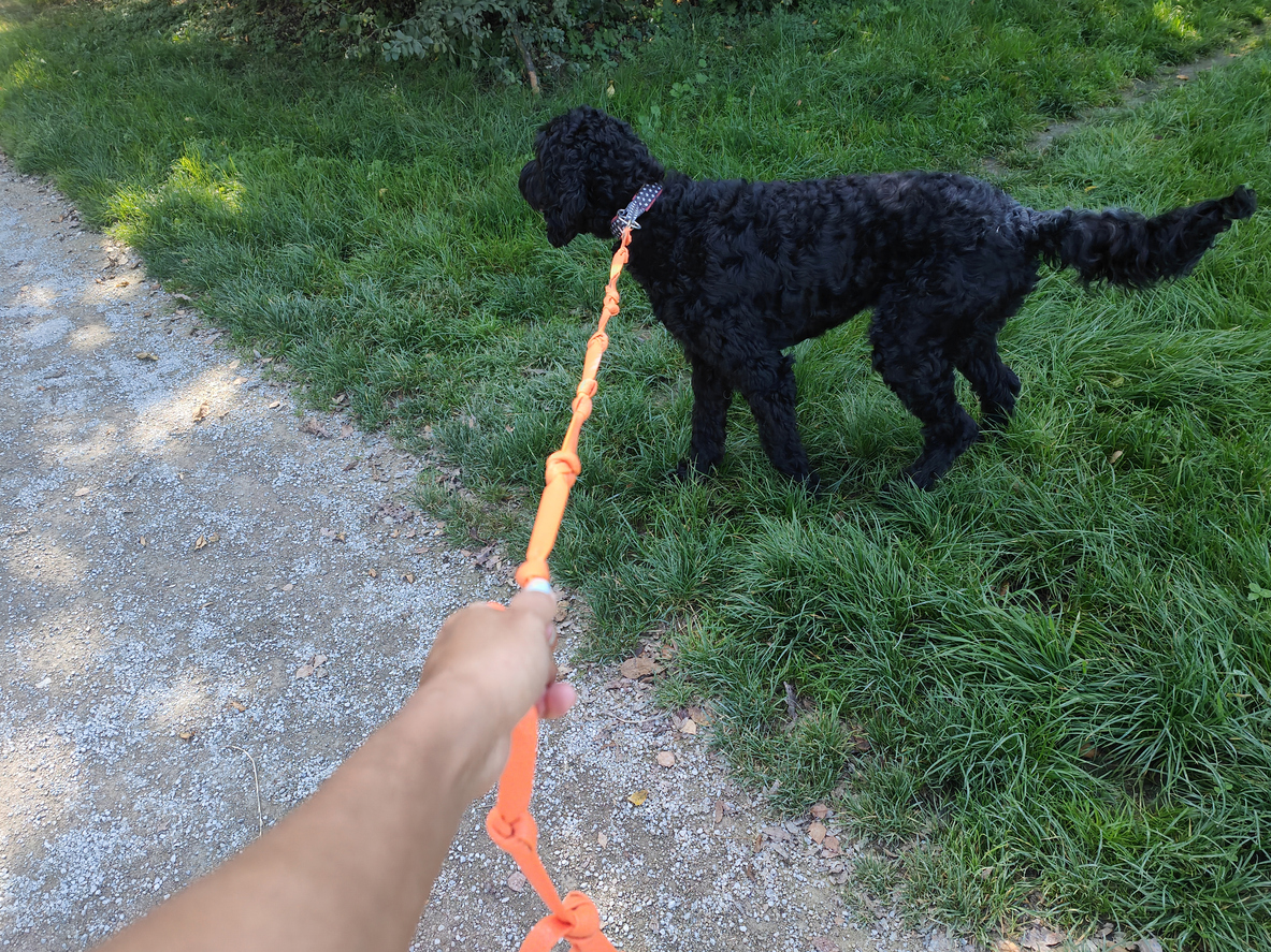 Top Tips for Avoiding Dog Bite Claims in Summer