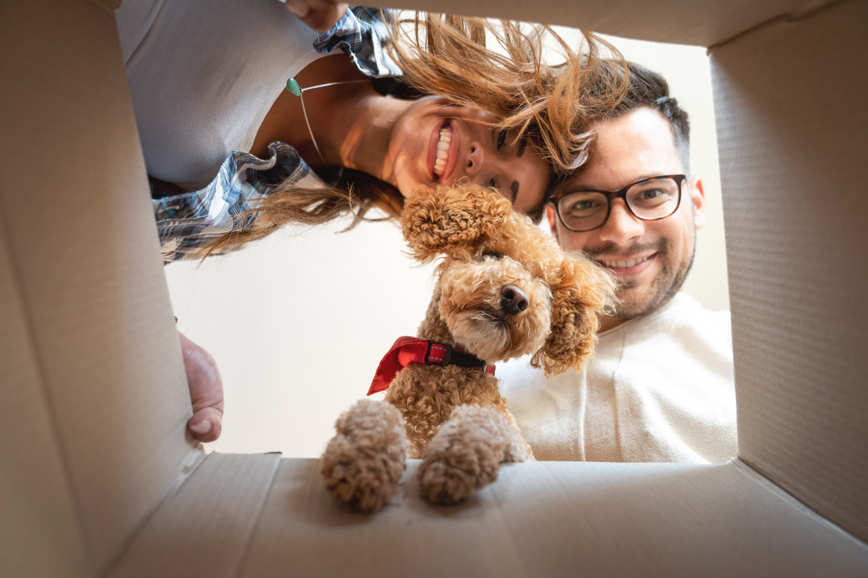 Why Pet Liability Insurance Is Critical for New Dog Owners