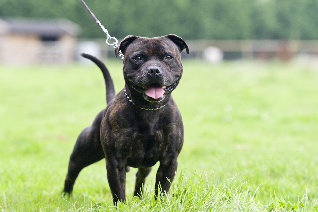 Navigating Insurance for Dogs With Aggressive Histories