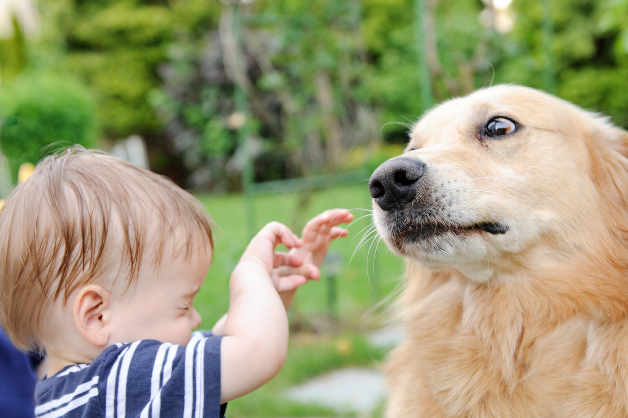 Protecting Your Family With Dog Bite Liability Insurance