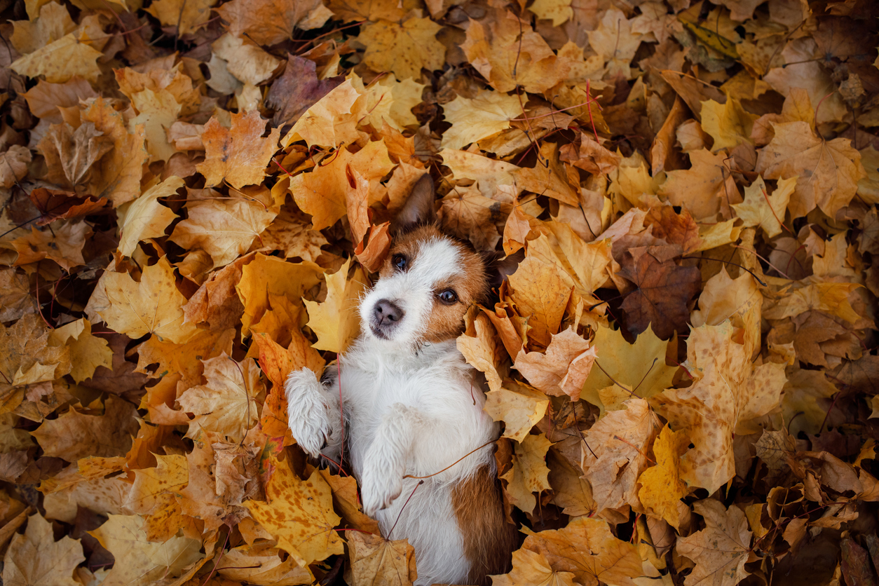 Why Fall Is Prime Time for Unexpected Dog Incidents — And What You Can Do