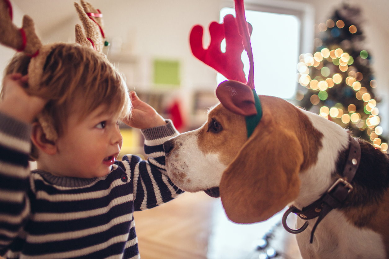 Navigating Canine Liability Insurance for Festive Seasons