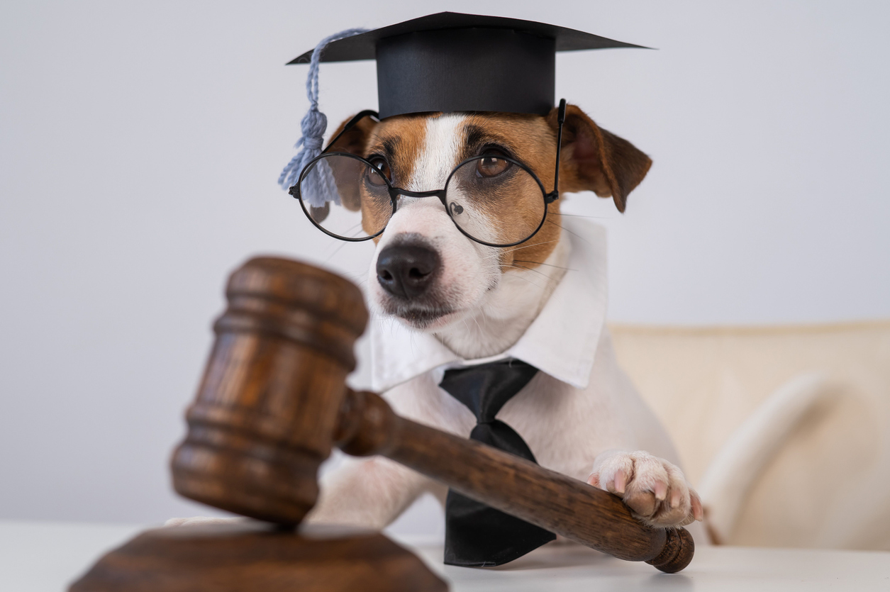 2026 Dog Liability Law Changes To Watch (and What They Could Mean for You)