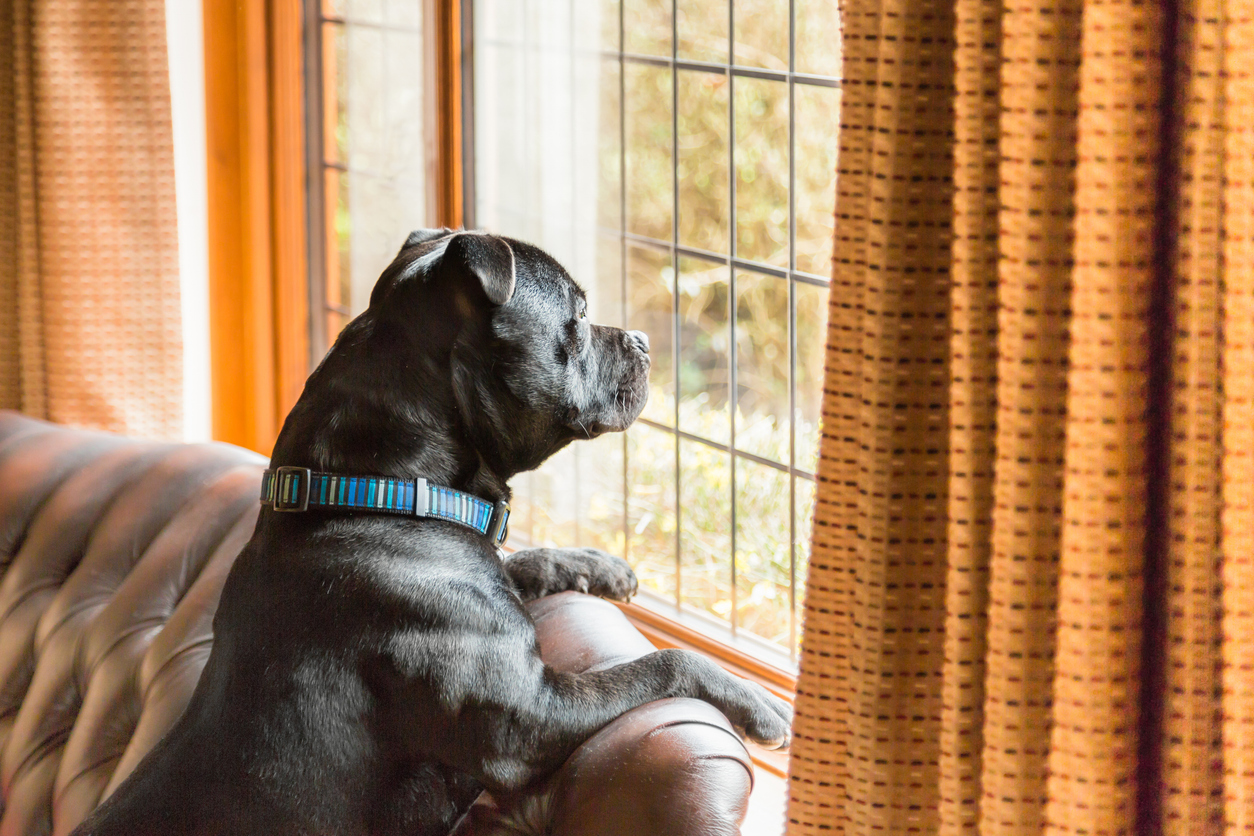 How Life Changes Can Affect Your Dog — and Your Liability Risk
