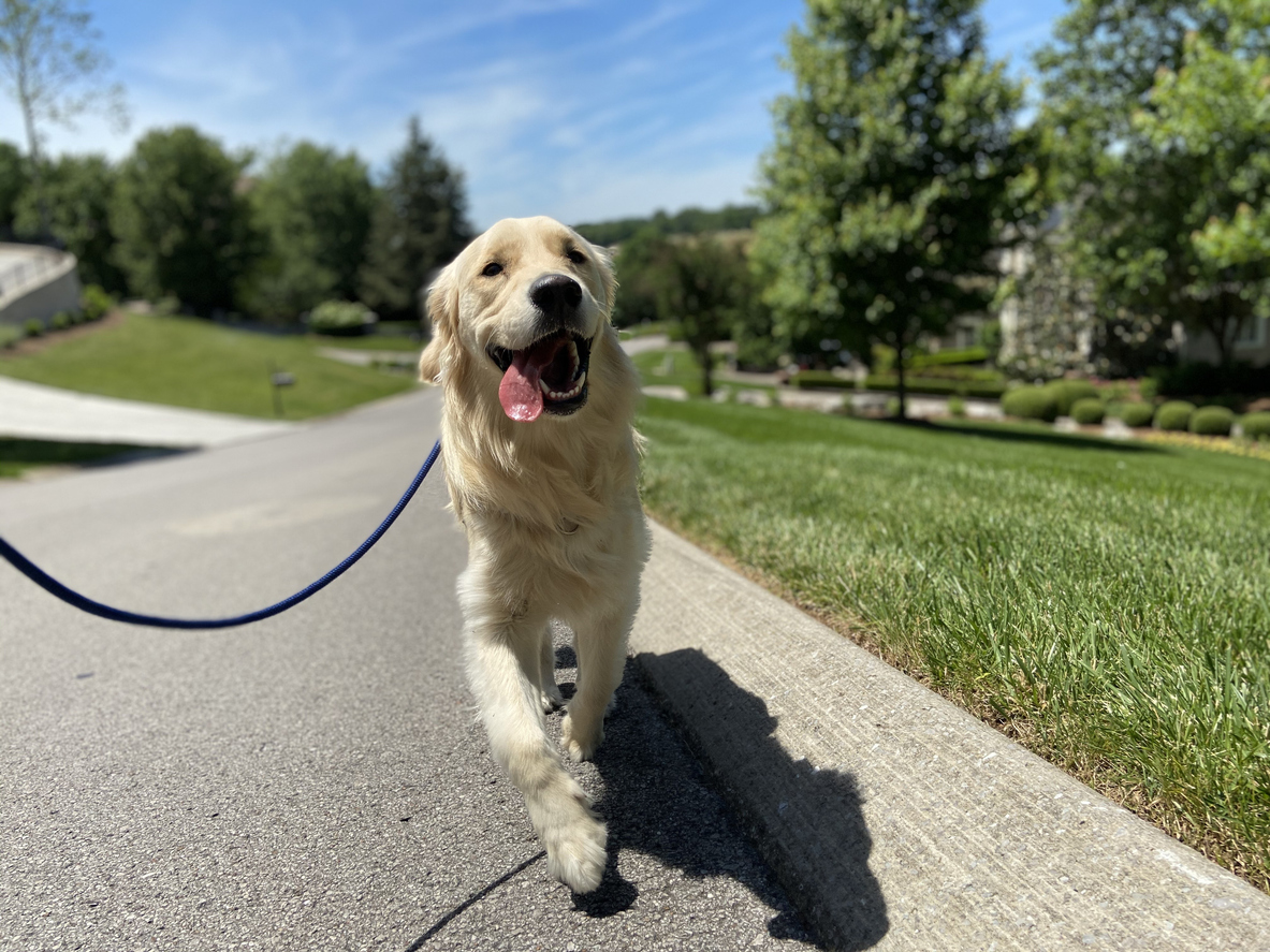 Preparing for Summer Walks: Dog Bite Prevention in Busy Parks