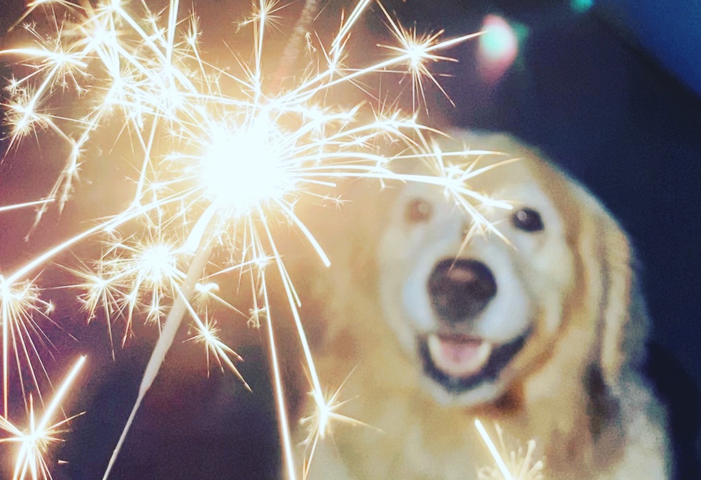 Fourth of July and Your Dog: Managing Liability When the Fireworks Start