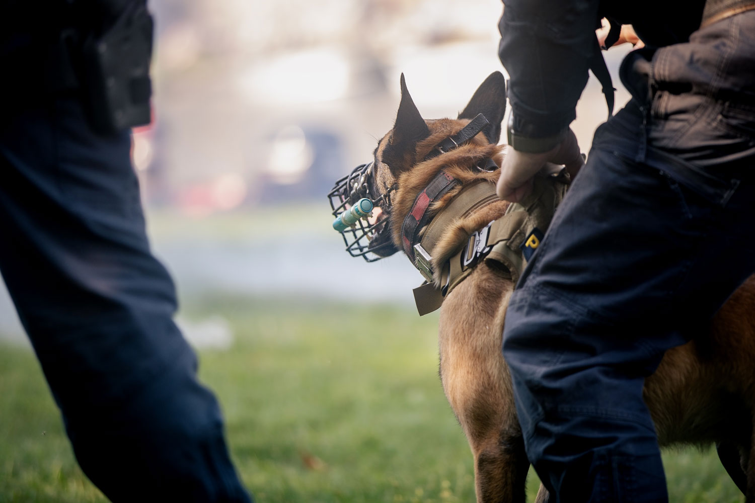 Dog Bite Liability Insurance Protection: What Every Dog Owner Should Know